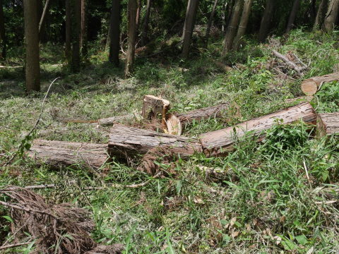 傾いたスギなど台風の被害木15本伐採5・25_c0014967_06515491.jpg