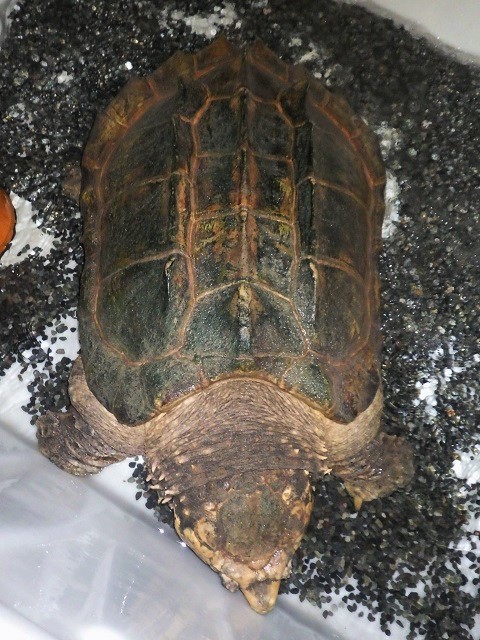 福岡の花宗川で釣り上げられたワニガメ_c0105569_00092592.jpg