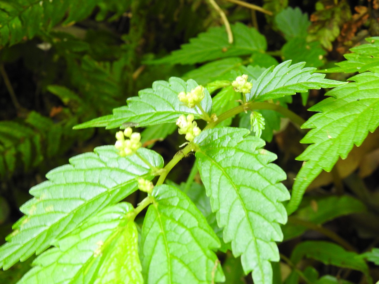 『釜ヶ滝周辺で出会った花や植物』_d0054276_2095195.jpg