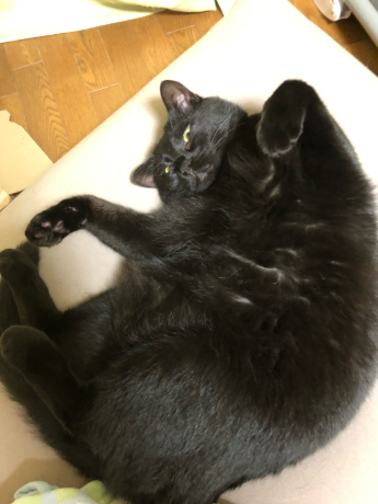 お庭の仲間たち_e0355177_13371006.jpg