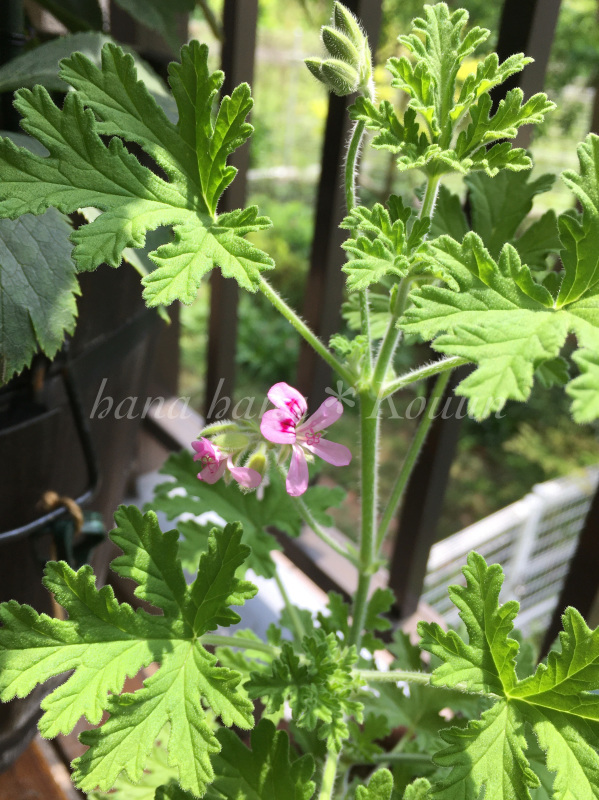 ローズゼラニウムが咲きました 花と香りと そして雲