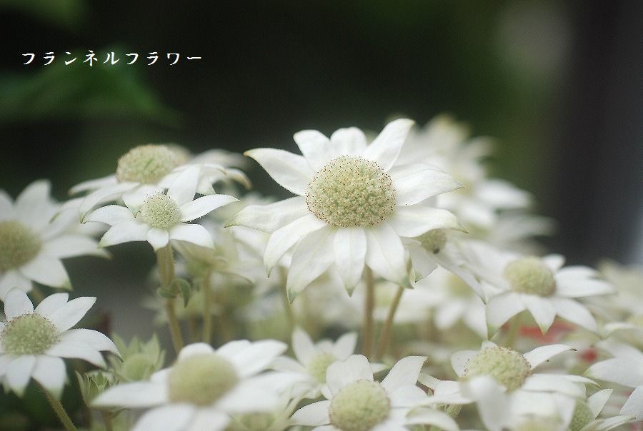 新たな朝_c0187781_17214767.jpg