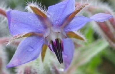 ボリジ ルリジサ がアコーディオン門扉の隙間から こんにちは 健気に育つ植物たち