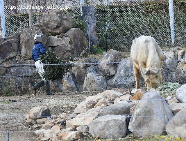 ２０２０年１月　白浜パンダ見隊　その２６_a0052986_7503694.jpg