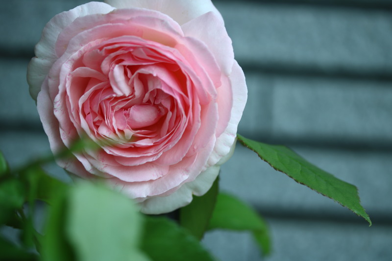 Wish_a0110787_917699.jpg