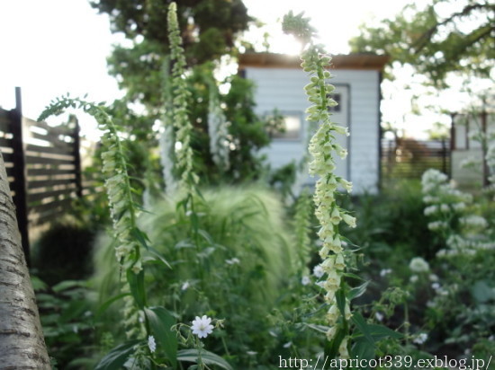 初夏の庭しごと 庭に咲いた宿根草の花 シンプルで心地いい暮らし