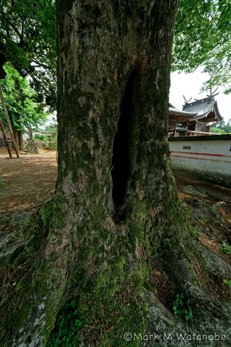 うろ（樹洞）の在る木_e0135098_20574862.jpg