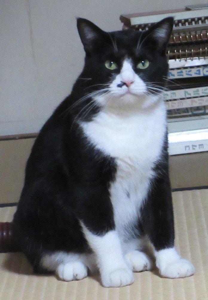 オジ、お見合い写真みたい_a0203003_12022996.jpg