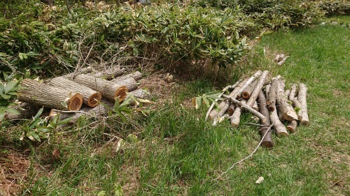 5月24日(土)柴原山林(風倒木処理 林内整理 草刈り 手鎌作業)_c0173813_18320219.jpg