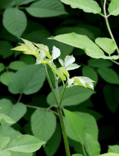 菜園でも真夏直前_e0048413_21051942.jpg