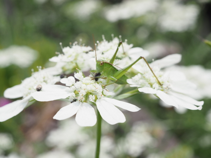 ヤブキリ　幼虫_c0116915_00233377.jpg