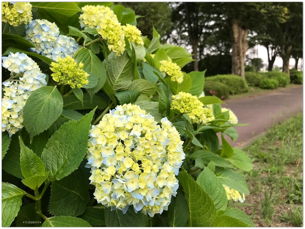 * 移り行く季節 *_d0317115_20434094.jpg