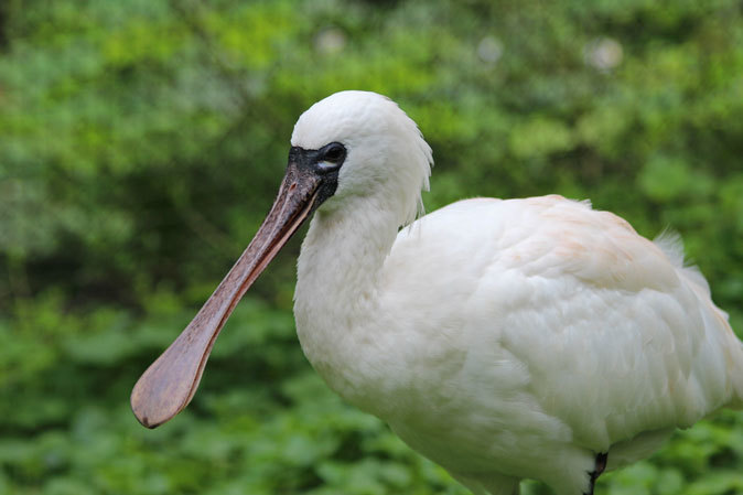 クロツラヘラサギとクロトキのヒナ（多摩動物公園 July 2019）_b0355317_22155239.jpg