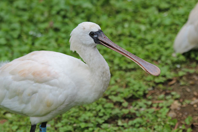 クロツラヘラサギとクロトキのヒナ（多摩動物公園 July 2019）_b0355317_22163789.jpg