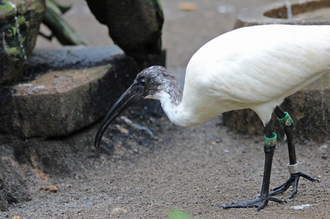 クロツラヘラサギとクロトキのヒナ（多摩動物公園 July 2019）_b0355317_22174670.jpg