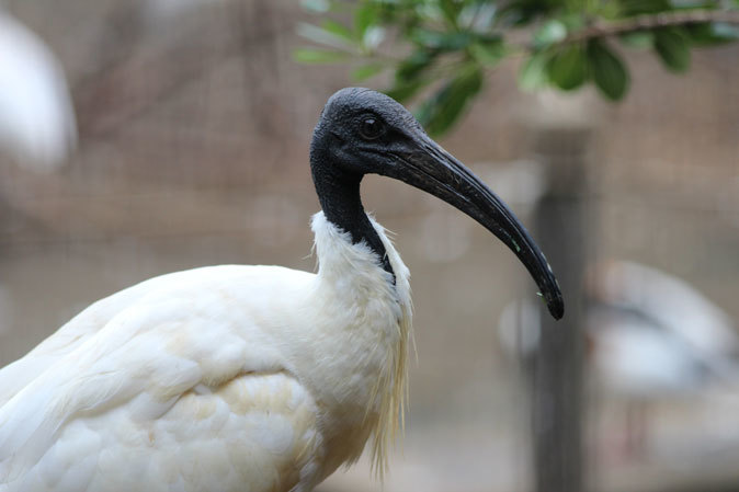 クロツラヘラサギとクロトキのヒナ（多摩動物公園 July 2019）_b0355317_22200883.jpg