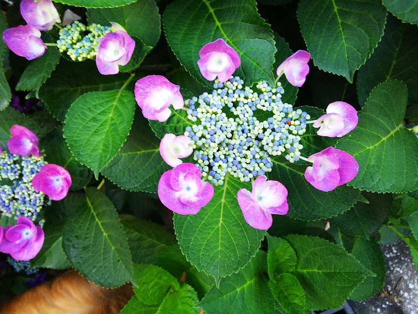 日常_a0098418_23415786.jpg
