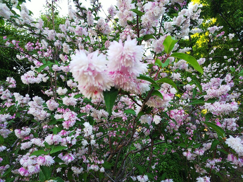 日常_a0098418_23424577.jpg