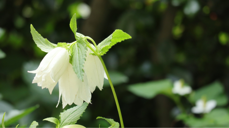 日当たりの悪い庭の花など 58歳 専業主婦やってます 日当たりの悪い庭の花など 58歳 専業主婦やってます