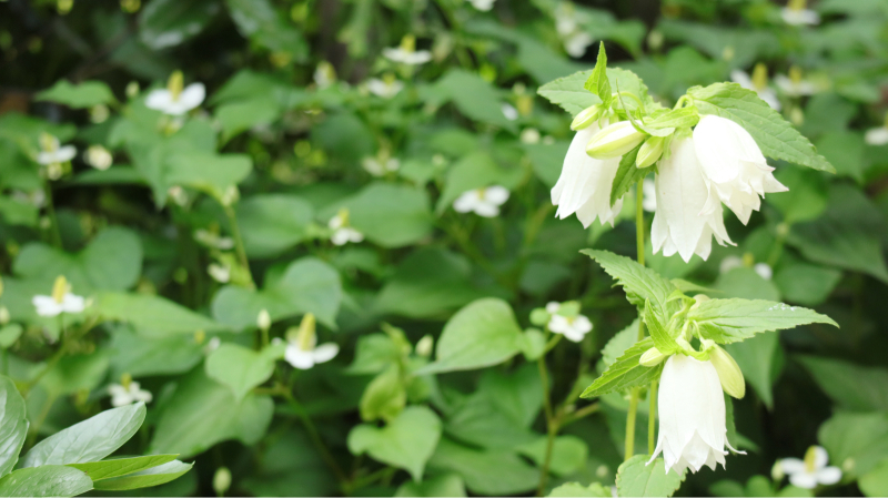 日当たりの悪い庭の花など 58歳 専業主婦やってます 日当たりの悪い庭の花など 58歳 専業主婦やってます