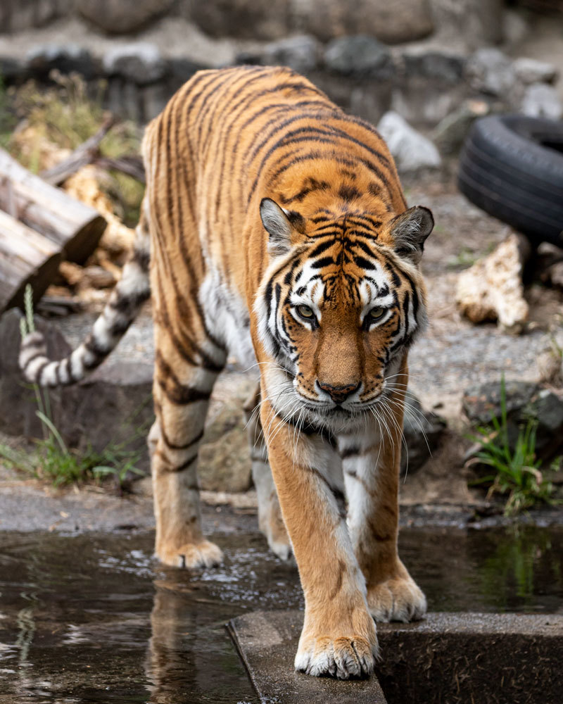 アムールトラ マリン Animal Photographys S Blog アムールトラ マリン Animal Photographys S Blog