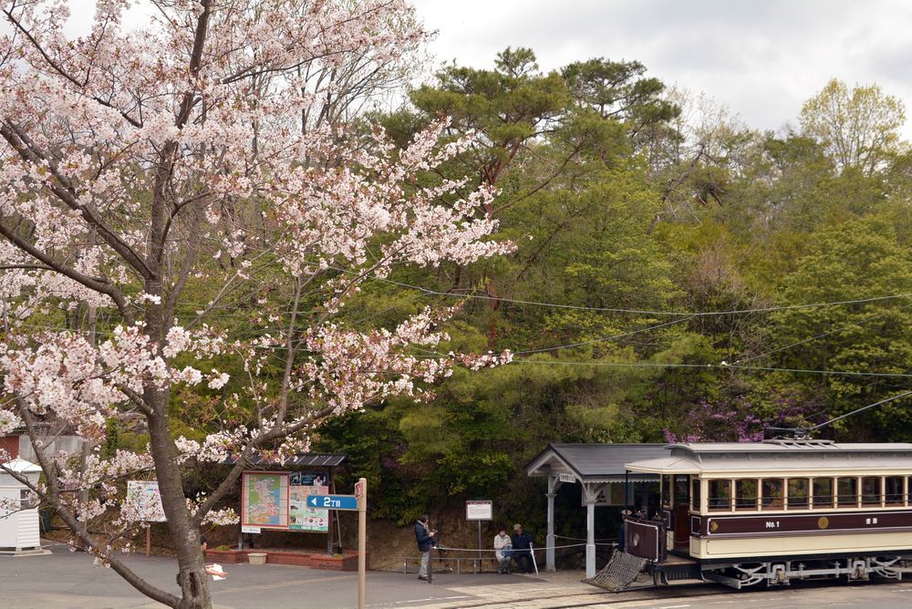 京都市電七条電停付近の桜1 ヤマザクラ_e0373930_19345559.jpg