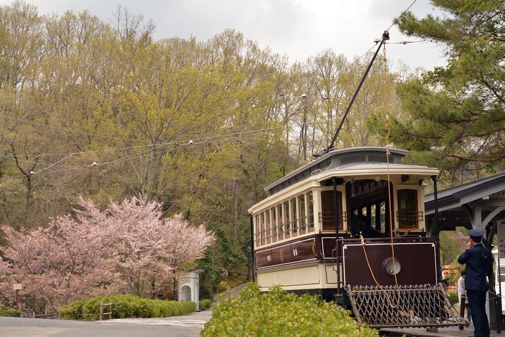 京都市電七条電停付近の桜1 ヤマザクラ_e0373930_19345578.jpg