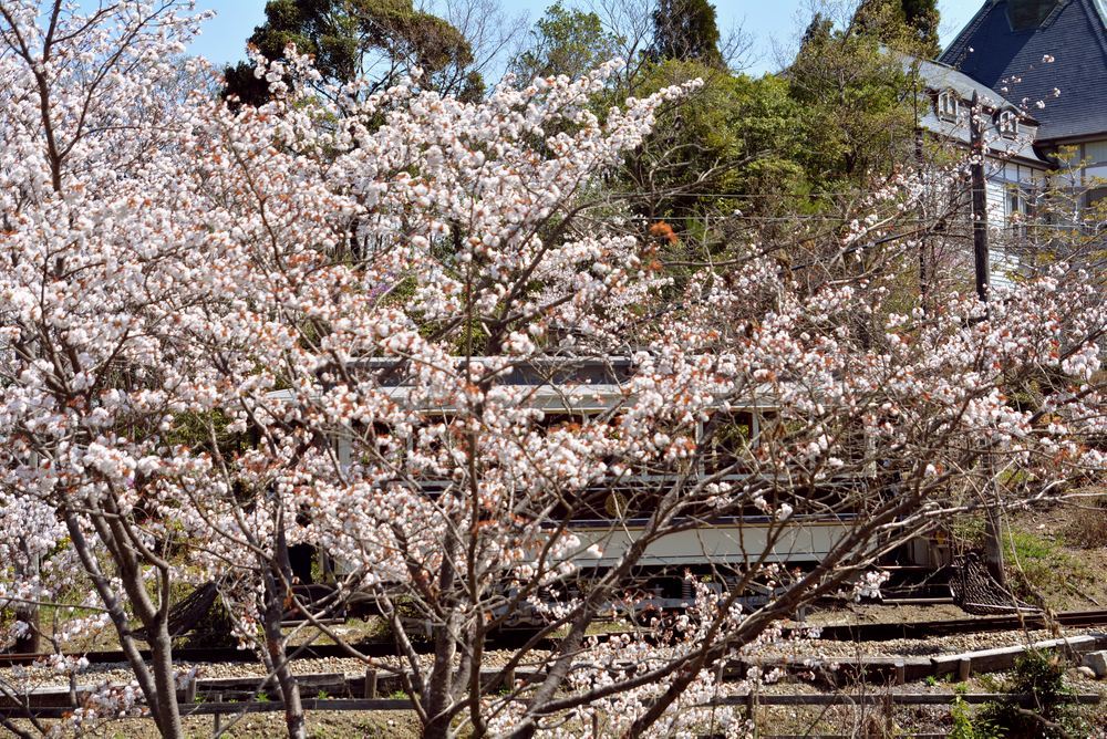 京都市電七条電停付近の桜 品川燈台寄り_e0373930_19351342.jpg