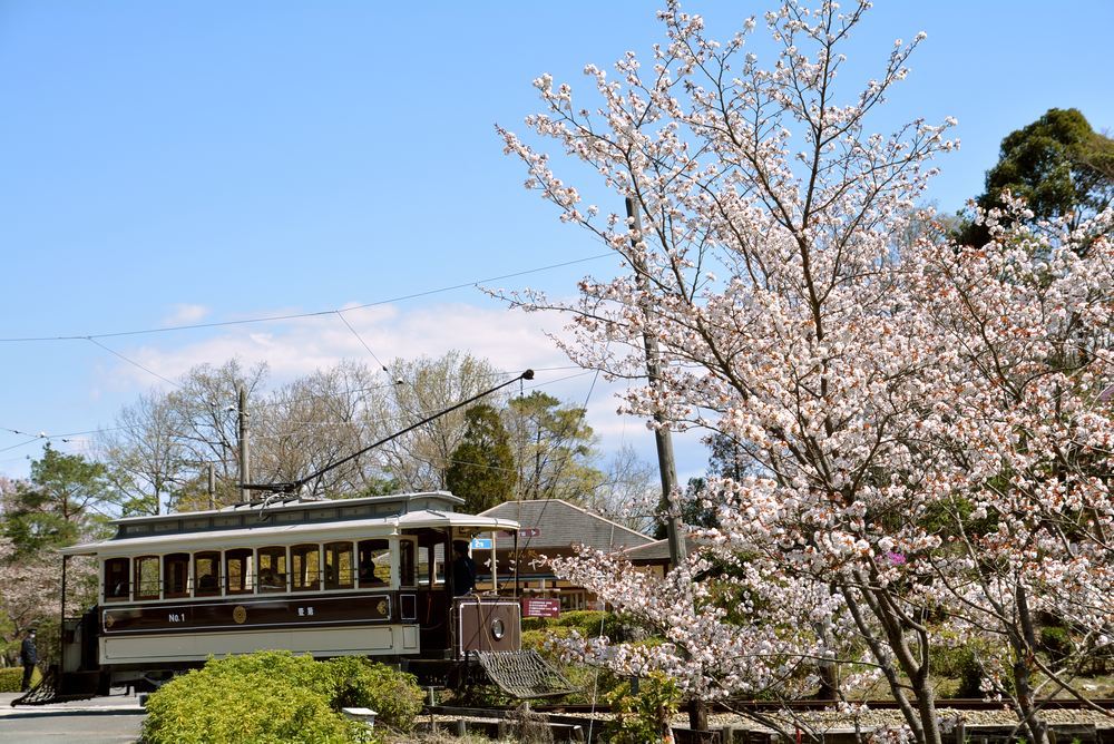 京都市電七条電停付近の桜 品川燈台寄り_e0373930_19351350.jpg