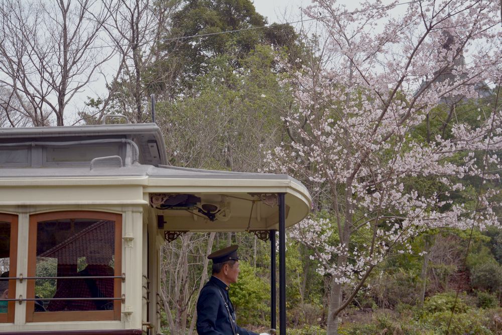 京都市電七条電停付近の桜 品川燈台寄り_e0373930_20034455.jpg