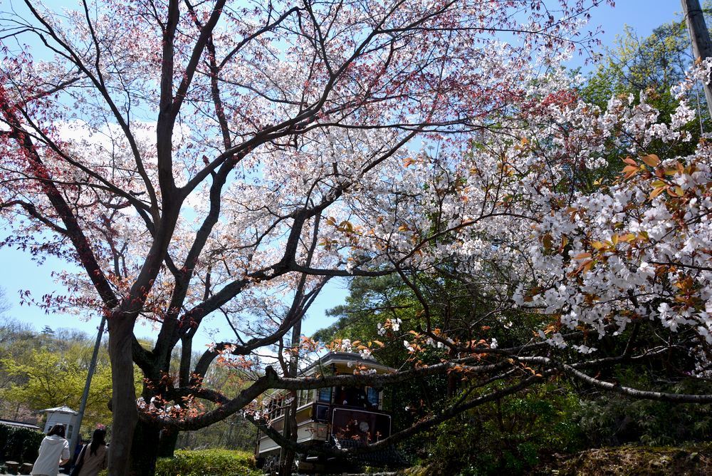 京都市電七条電停付近の桜1 ヤマザクラ_e0373930_20051806.jpg
