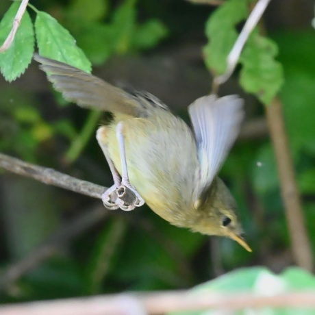 彩都 メジロのヒナ ウグイス幼鳥 他 不定期更新 彩都付近の自然観察日記