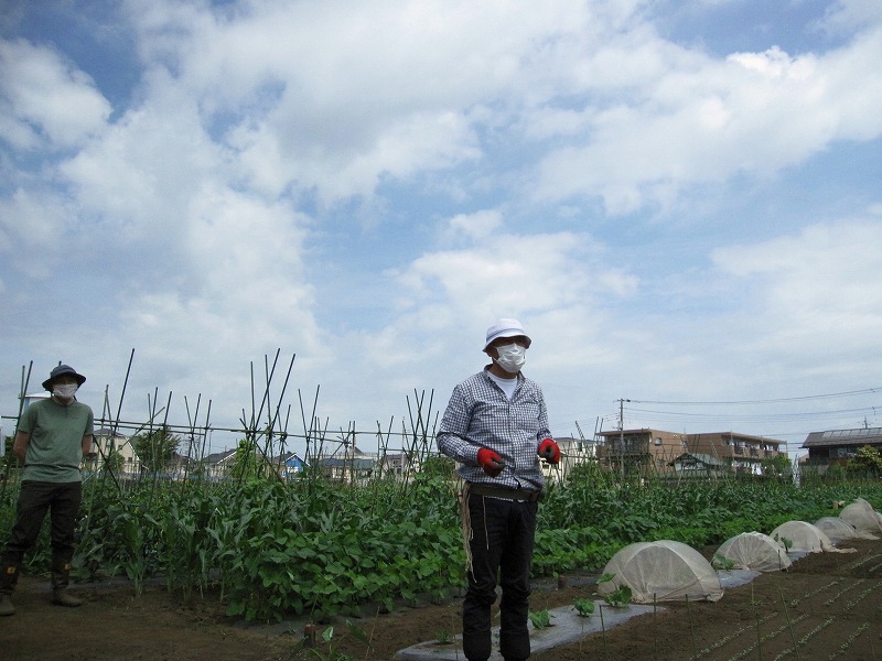 ナス ピーマンの本支柱立て 講習会 やさい畑につかまって The Catcher In The Yasai Fields