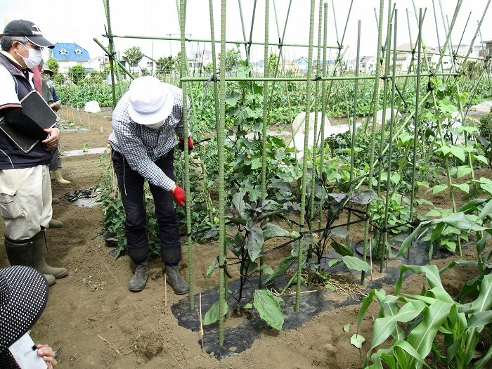 ナス ピーマンの本支柱立て 講習会 やさい畑につかまって The Catcher In The Yasai Fields