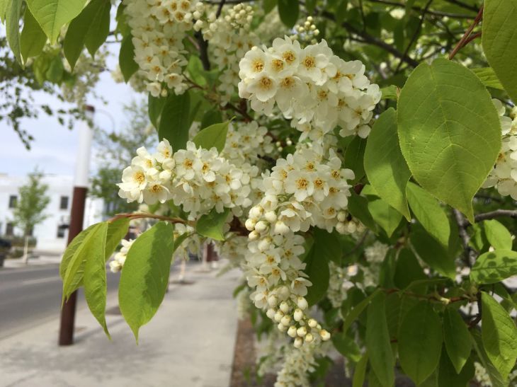 チョークチェリー Chokecherry のお花が満開!_b0135948_10045362.jpg