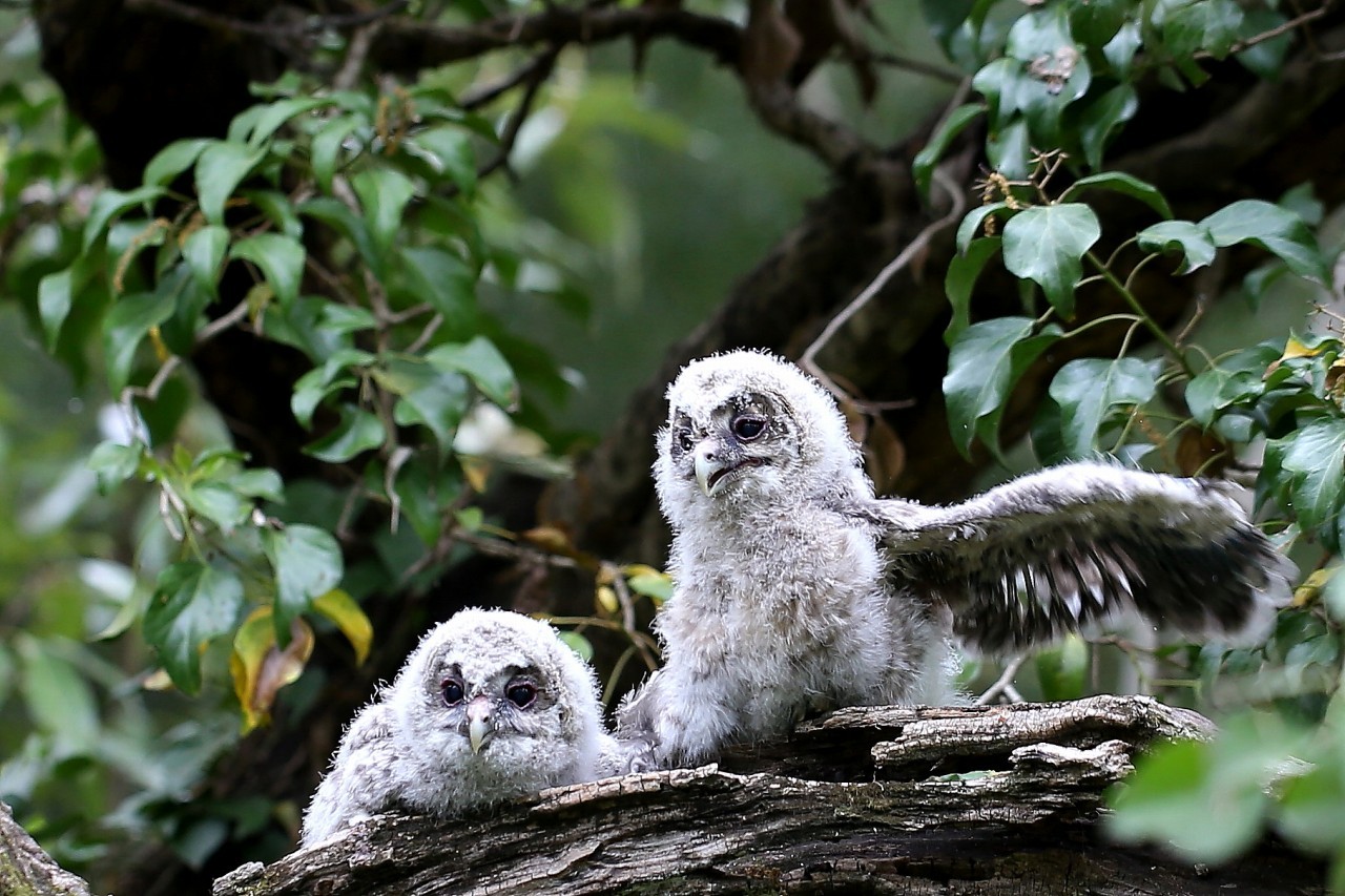 可愛い仕草のフクロウ幼鳥 t hの野鳥写真 可愛い仕草のフクロウ幼鳥 t hの野鳥写真
