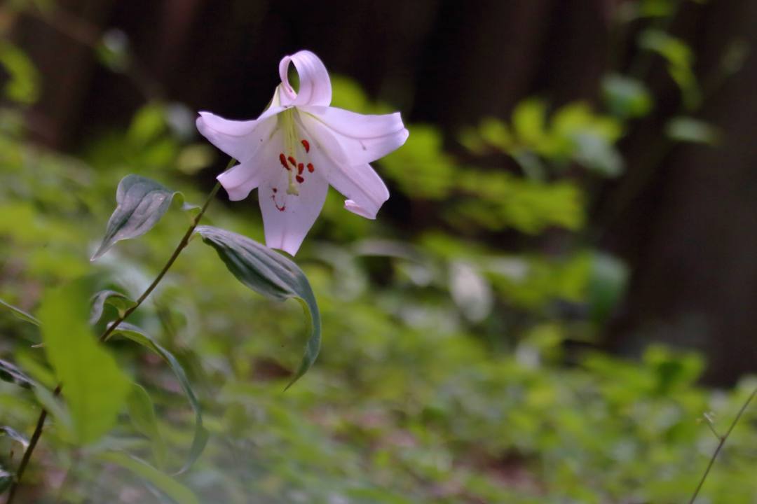 里山の花_e0403850_21284484.jpg