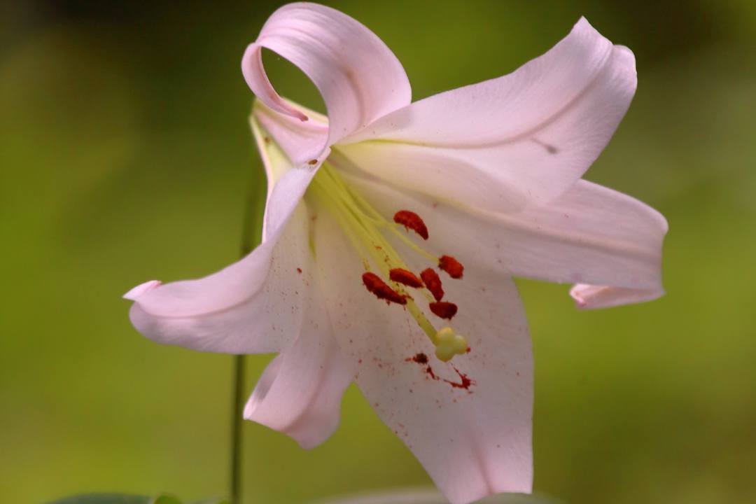 里山の花_e0403850_21284823.jpg