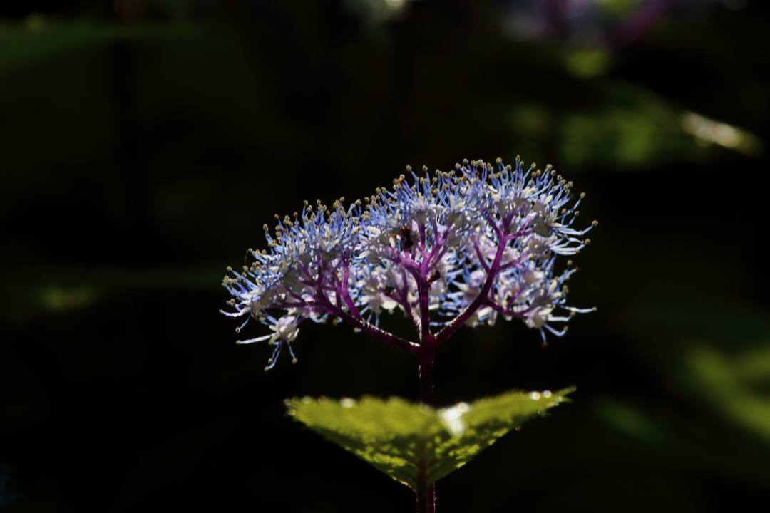 里山の花_e0403850_21290341.jpg