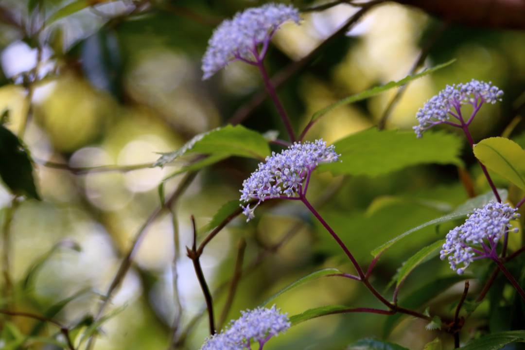 里山の花_e0403850_21510095.jpg