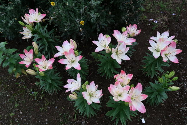 年5月末のマンション花壇 花がら摘みと傷んだ株の抜き取り ニッキーののんびり気まま暮らし 年5月末のマンション花壇 花がら摘みと傷んだ株の抜き取り ニッキーののんびり気まま暮らし