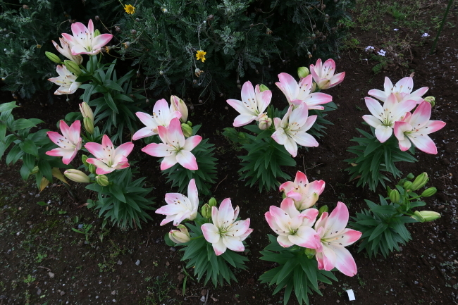 年5月末のマンション花壇 花がら摘みと傷んだ株の抜き取り ニッキーののんびり気まま暮らし