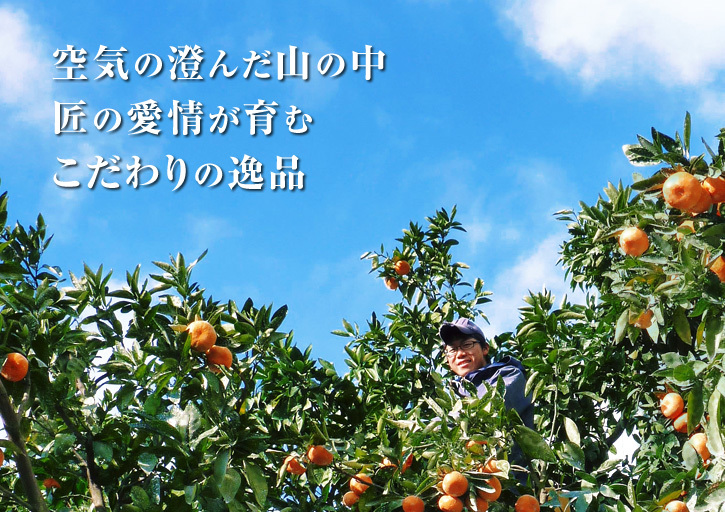 ザ・みかん みかんの花咲く様子(2020年)と春草を有機肥料に!!元気いっぱいの果樹で育てます!!_a0254656_15081849.jpg