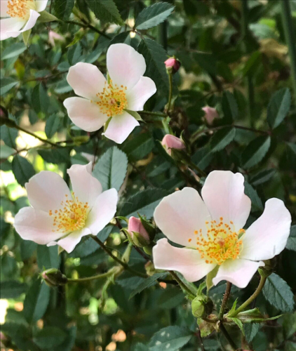 駒場公園 2代目のぞみ 駒場バラ会咲く咲く日誌