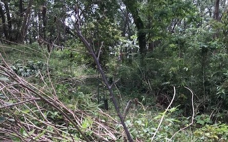 植樹したヤマザクラの苗木生存率は9割5・27_c0014967_05254501.jpg