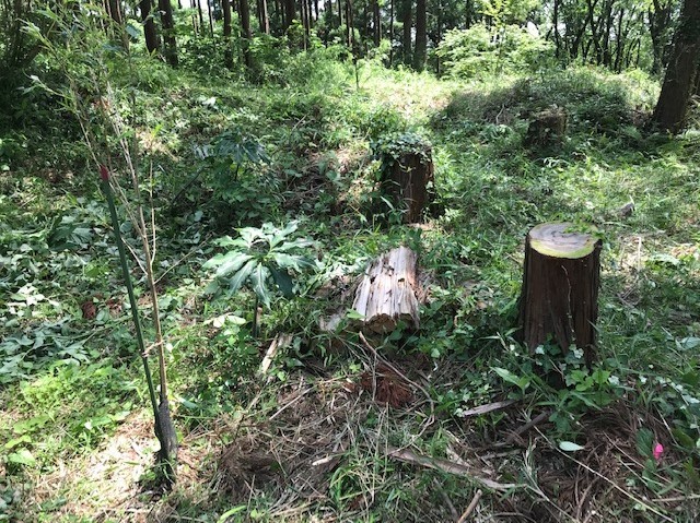 植樹したヤマザクラの苗木生存率は9割5・27_c0014967_05283014.jpg
