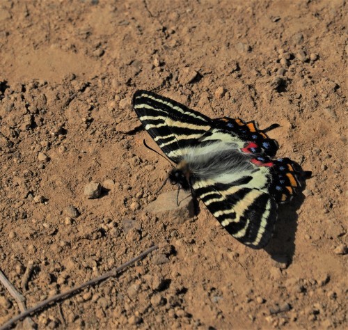 神奈川のギフチョウ（2019）_f0348480_06373484.jpg