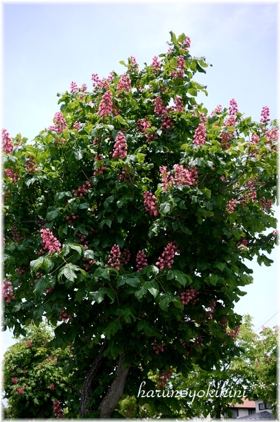 マロニエ通り 春のよき日に Vol 4