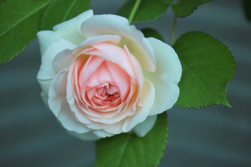 Wish_a0110787_16401523.jpg