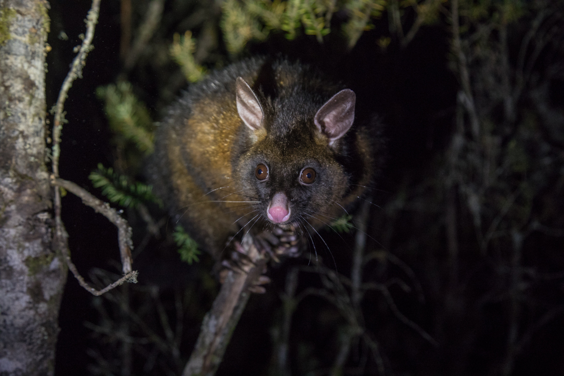 Brush Tail Possum フクロギツネ タスマニア Nowhere To Hide 無宿モノの世界中ポートレート